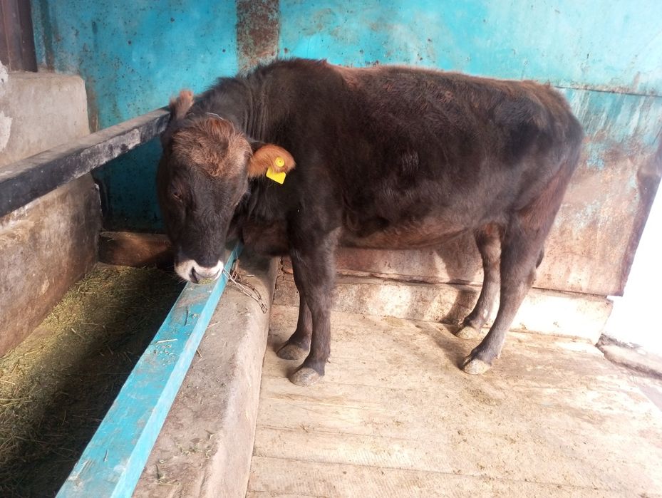 Продам жирную телку, корову