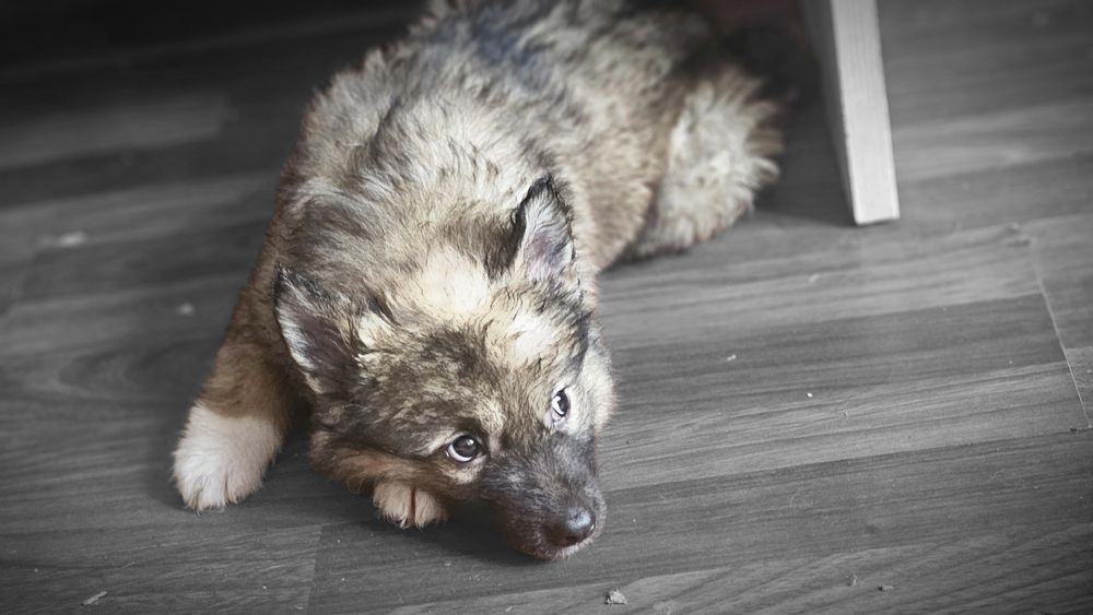 Отдам щенка  в добрые руки