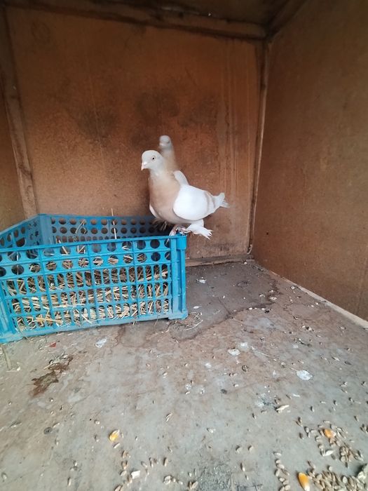 Tasman qushlar Sotiladi