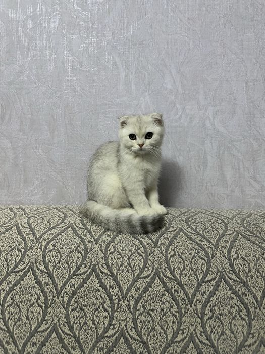 котенок серебристая шиншилла