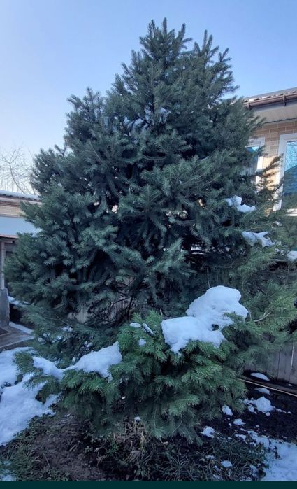 Отдам бесплатно зелёную ель