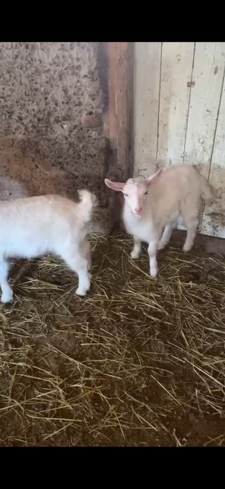 Теке коза молодые