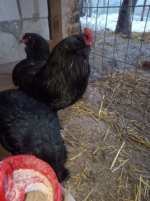 Ouă Roșii și Verzi de la găini Marans și Araucana