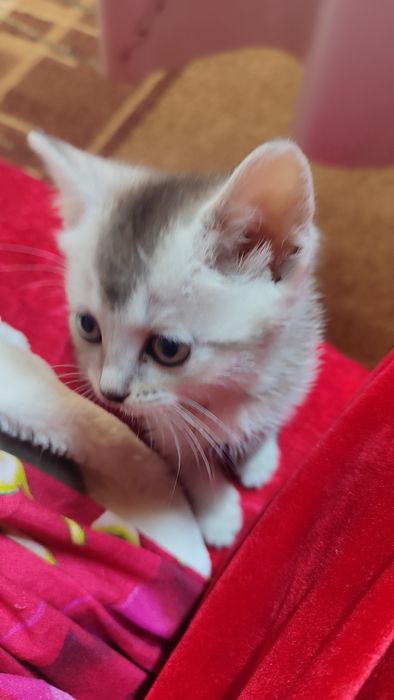 Продаются котята