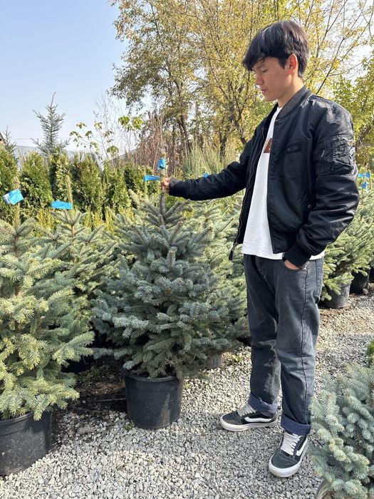 Ель Глоубая Супер-Блю