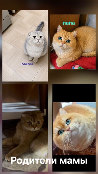 Скотиш фолд малыши , без помиси