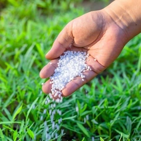 Европа в Махаллий туради манзарали дарахтлар