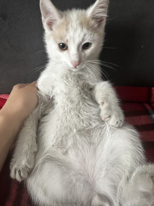 отдам котята в хорошие руки