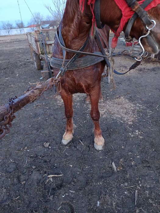 Vand iapă bună de căruță fără defecte mai multe detalii la Nr de telef