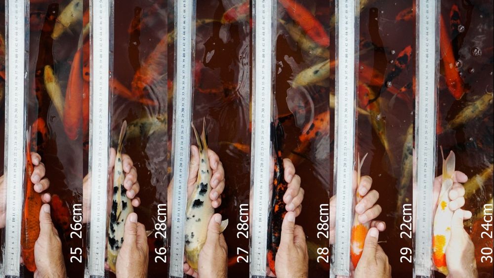 Crapi Koi/Butterfly
