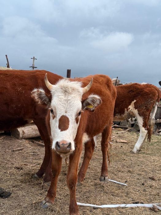 Қашарлар сатылады