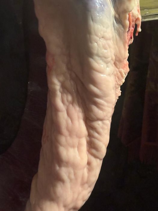 Кунан сатылады срочно