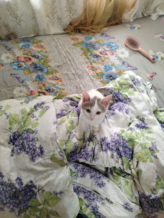 Домашний катенок простой пароды