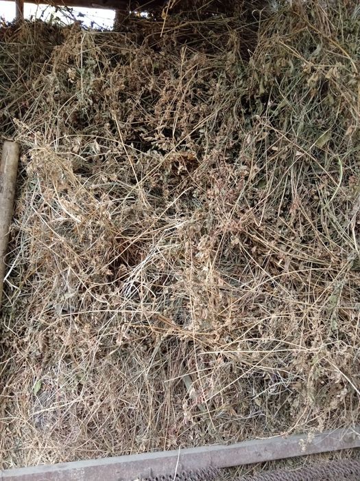 Беда ва ут, маккажухори мол овкатлари тез ва арзон сотилади