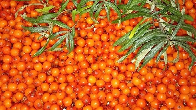 Продам ягоду облепихи