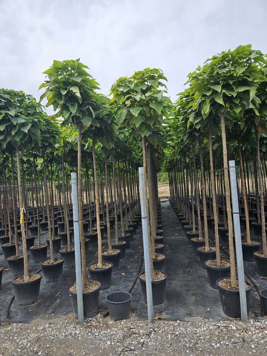 Catalpa globular avem mai multe dimensiuni
