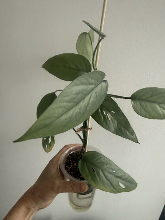 Эпипремнум Cebu Blue