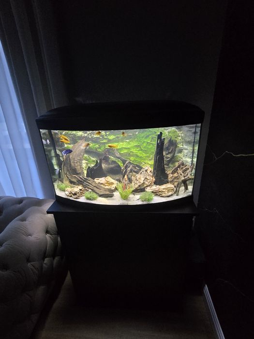 Vand urgent  Acvariu Cayman 135 L