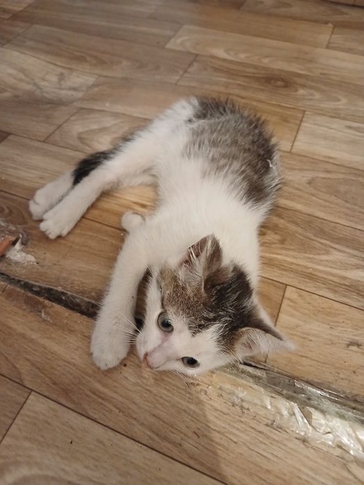 Отдам котенка добрые руки мальчик