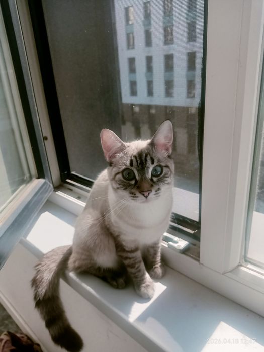 Срочно отдам котенка девочка