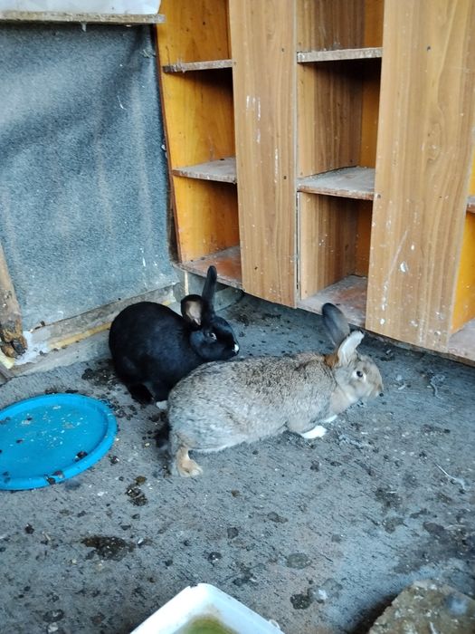 Schimb ce se vede ân poze