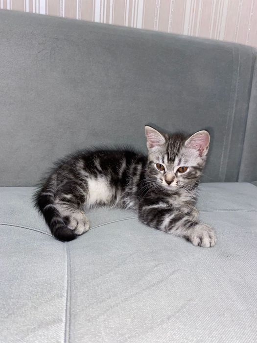 Кошка кошка кошка