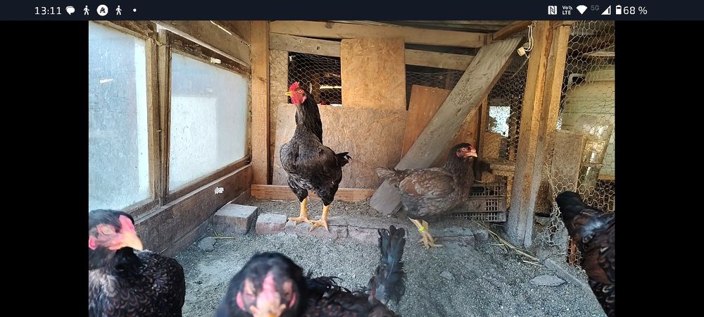 Oua pentru incubat Combatant Indian