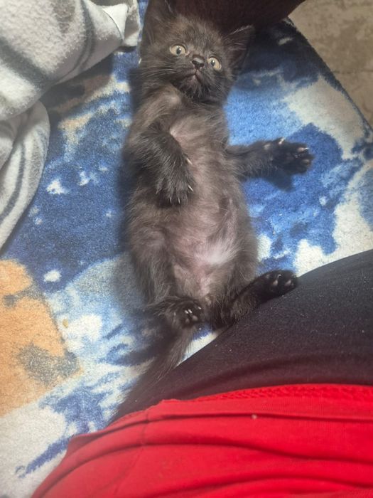 Котята 1 месяц 3 недели