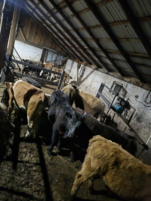 13 viței cu medie de 230 kg.