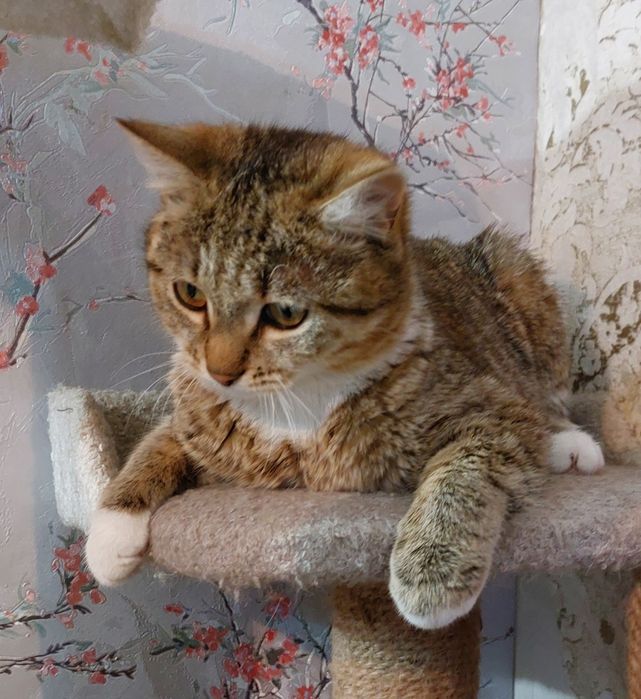 Отдам котика, возраст 7 мес.