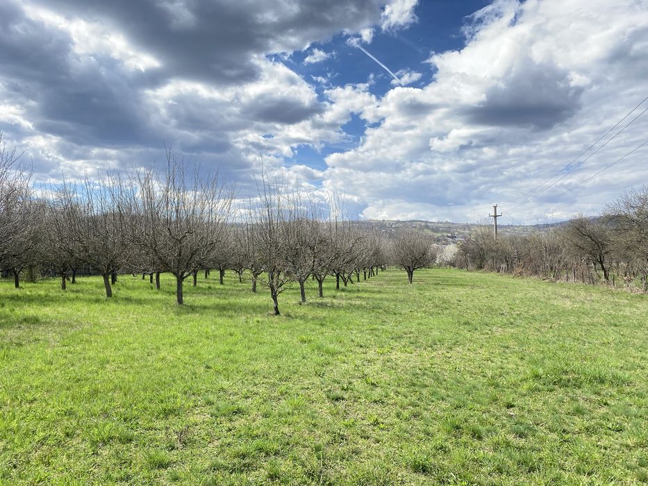 Teren intravilan ( 7000 mp )