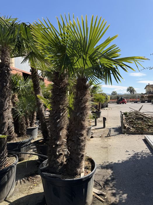 Palmier Trachycarpus 120–300 cm, rezistent la frig, poze reale