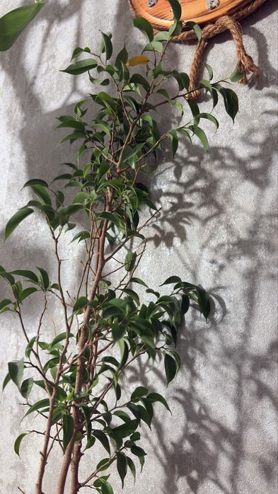 Фикус Бенджамина