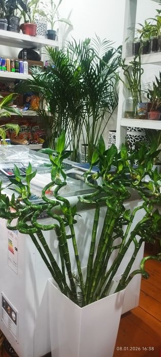 Цветы для офиса для дома и школы