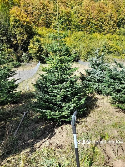 Braz leilandi mesteacăn,tei,pawlonia