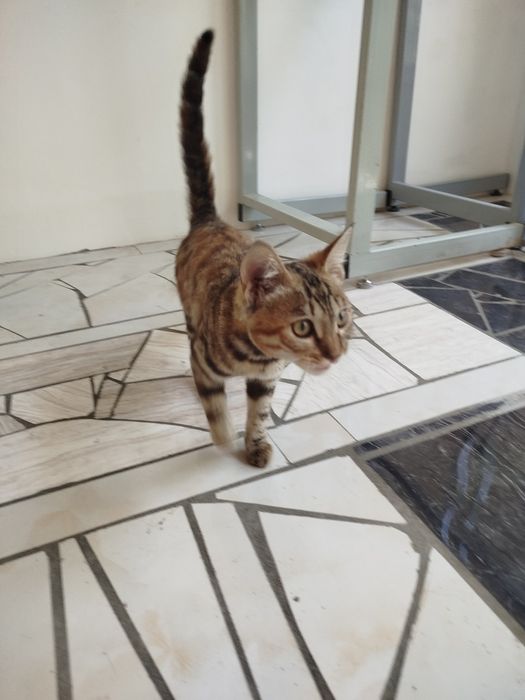 Бенгалская чисто кровний кошка