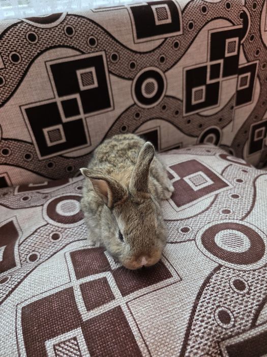 Продам кроликов  месячных