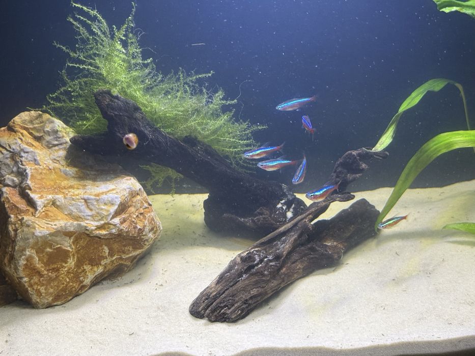 Аквариум с рыбками