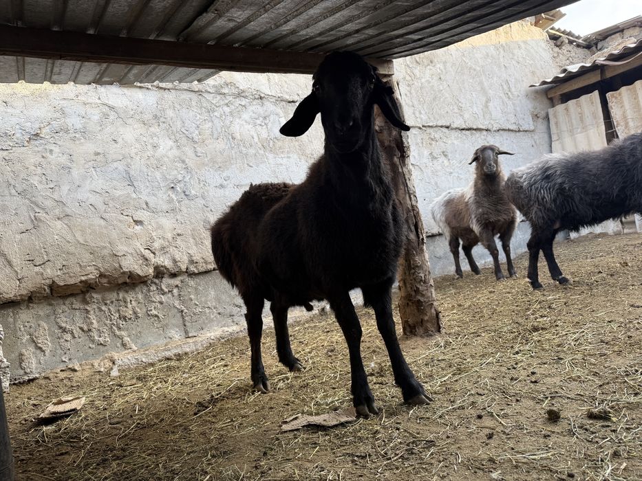 1 кошкар, 1 кой сатылады