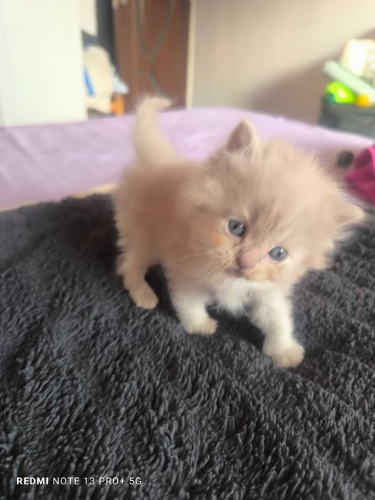 Pui British Longhair - Cinnamon