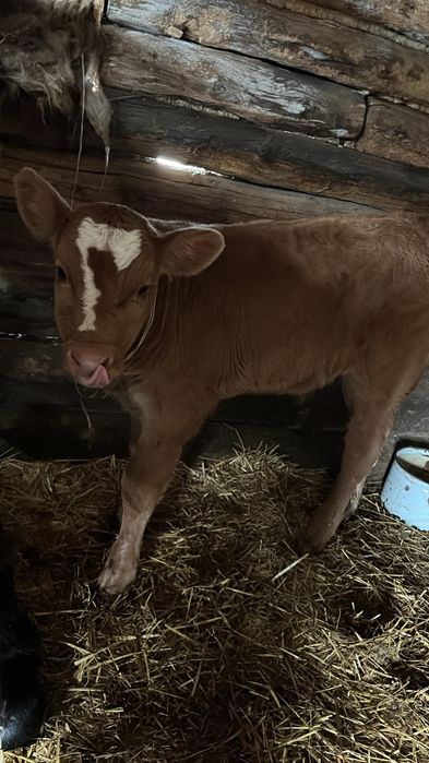 Продам теленка бычек.