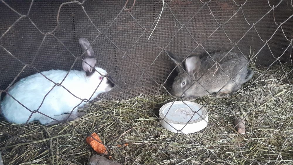 Продам кроликов 3 штуки