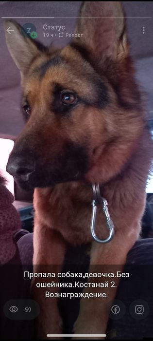 Пропала собака район северо-запад и 2 Костанай