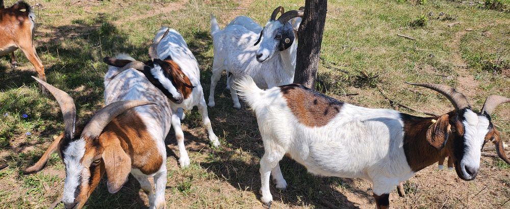 Capre  boer oferta !