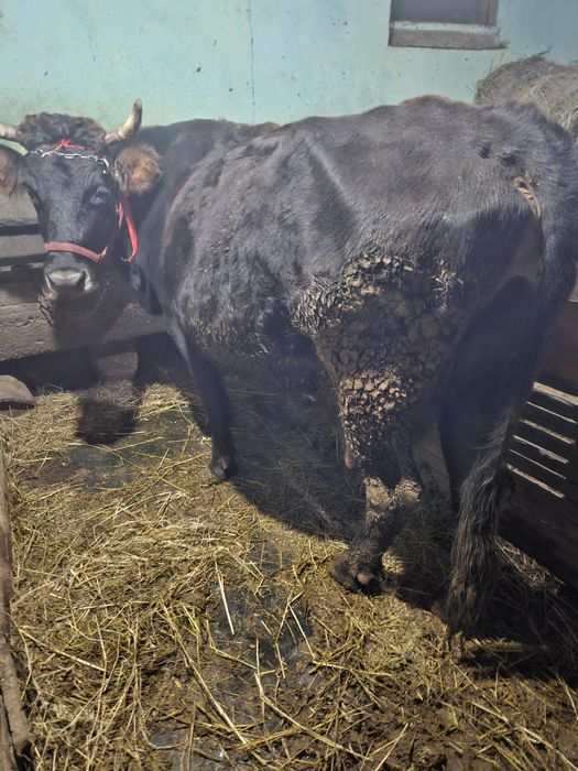 Vaca gestanta cu lapte