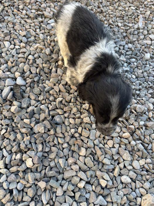 Спаниель 2 айлық