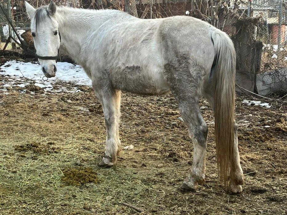 Продам дойную кобылу