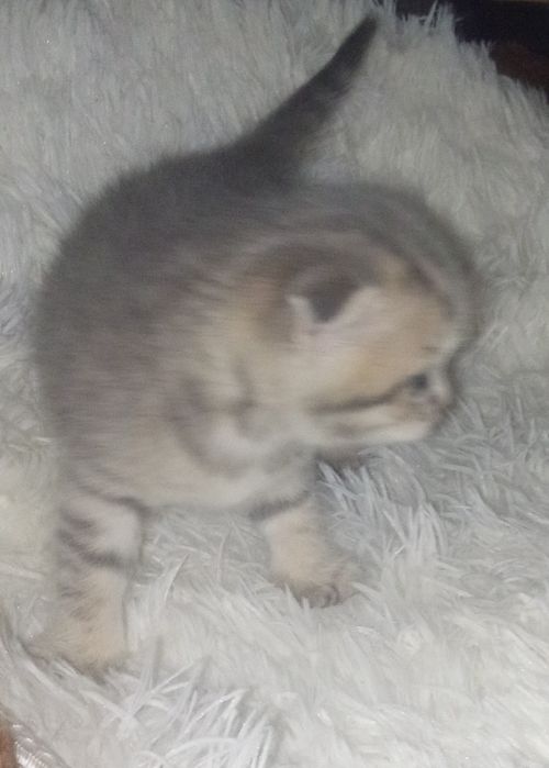 Шотландские котята