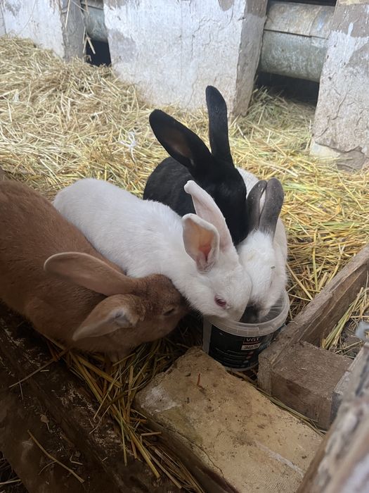 Продам кроликов