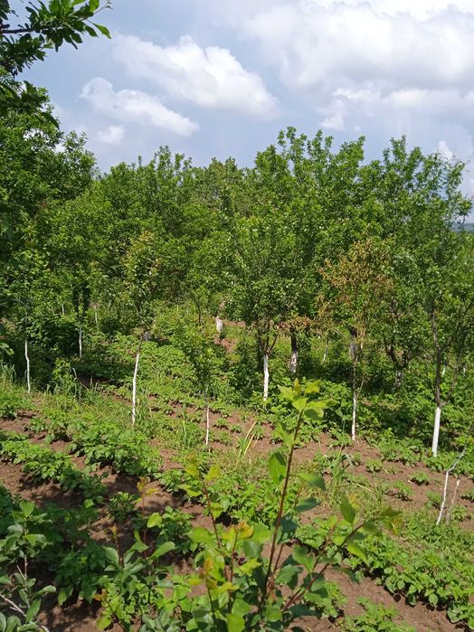 Продава се Къща в Антоново - 90 кв.м за 397 €/кв.м - Снимка #5